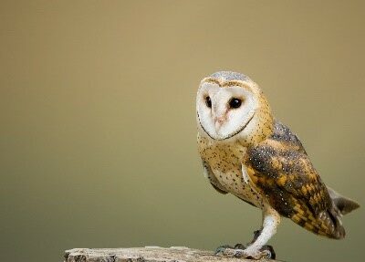 Sovu – symbol moudrosti / owl – the  symbol of wisdom
