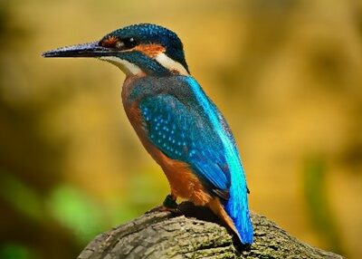 Ledňáčka – symbol věrnosti / kingfisher – the  symbol of fidelity
